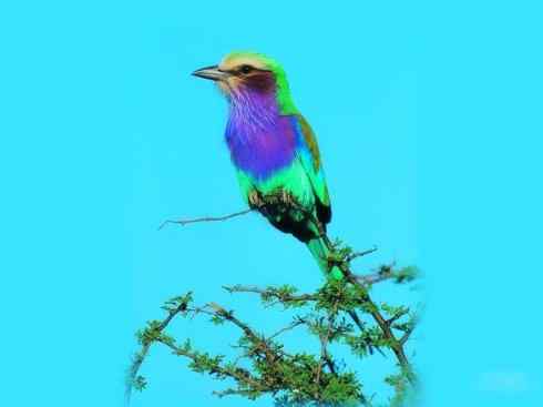 绝色攀禽：佛法僧目之佛法僧2