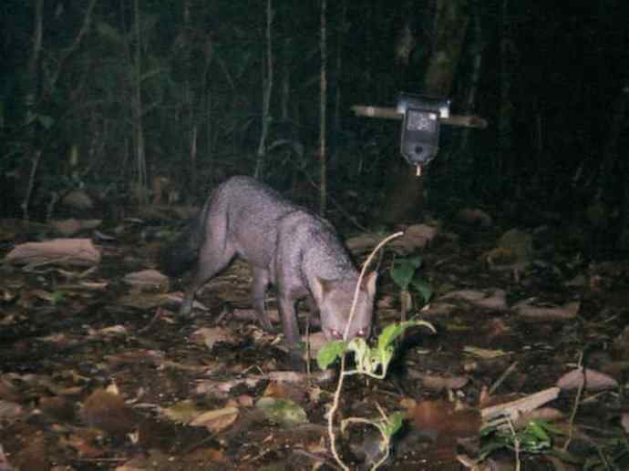 犬科：犬亚科小耳犬属的小耳犬