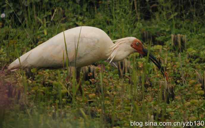 国之瑰宝，鸟类珍品鈥斺斨禧q（组图）