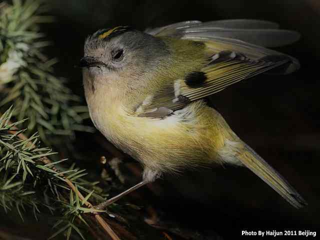 暮然回首 wbr. wbr戴菊却在天坛水洼处