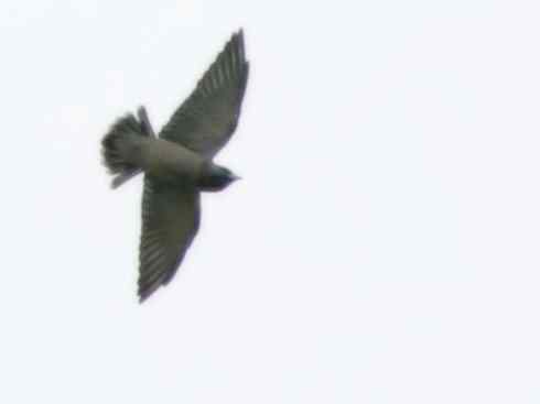 雀鸟也彪悍：空中精灵(燕鵙科)