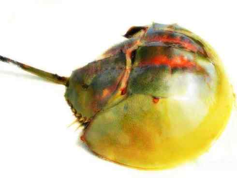 自然奇观：动物大迁徙(鲎)