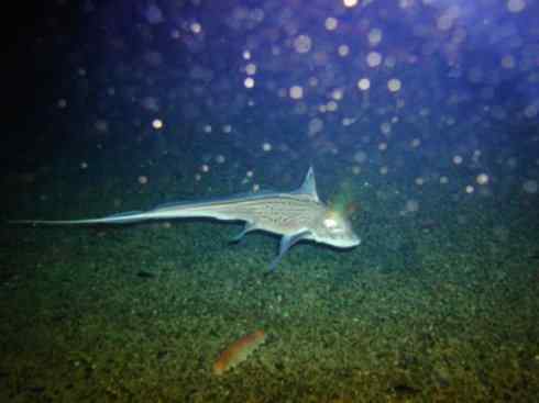 自然奇观：动物大迁徙(鲼)