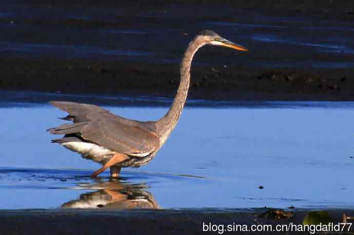 大蓝鹭（7）