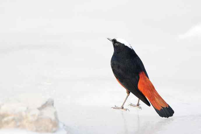 峡谷中拍摄瞬间起飞的秃鹫