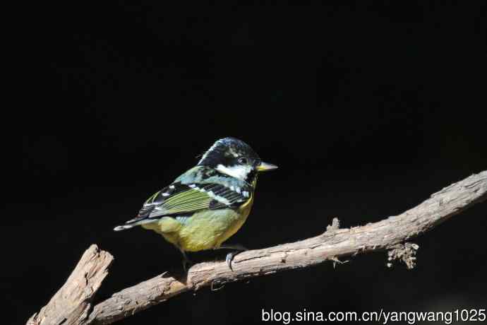 雄性黄腹山雀（2）