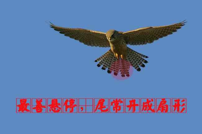 猛禽大全——中国东部地区27种迁徙类猛禽辨识