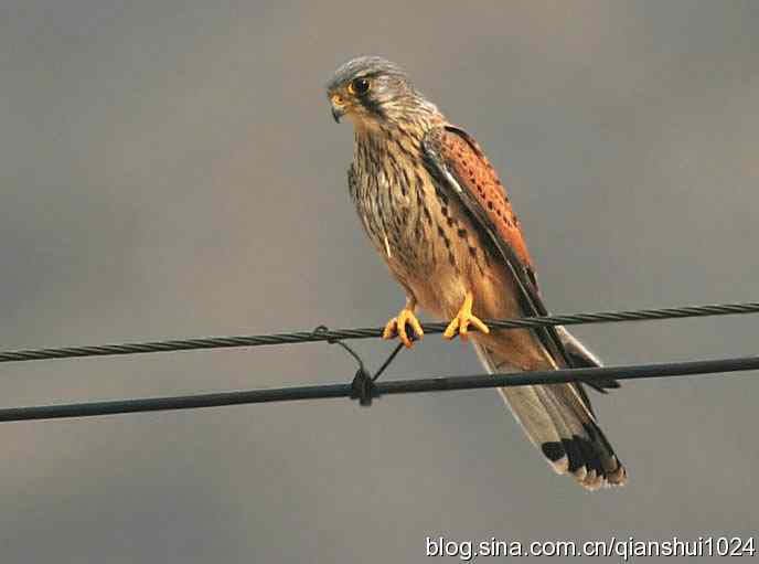 红隼的美味午餐(白河湾)