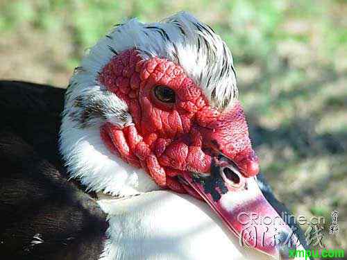 最丑的鸭子 美洲家鸭(疣鼻栖鸭)