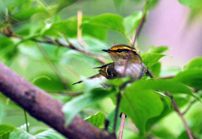 黄腰柳莺（7）