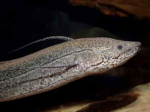 鱼类活化石：非洲肺鱼