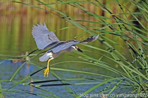 寻鱼的夜鹭（2）