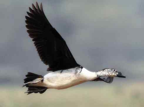 奇特的盔：瘤鸭