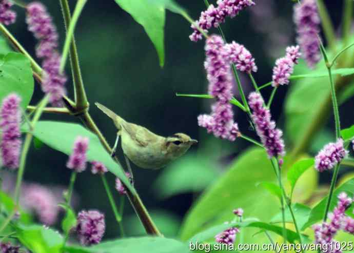 今秋第一次拍侯鸟儿（黑眉苇莺）