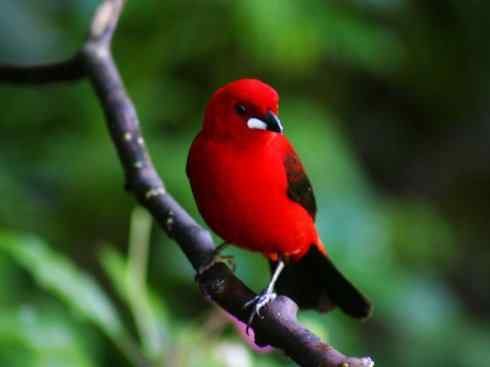 极品红色鸟类：巴西仲嘴雀