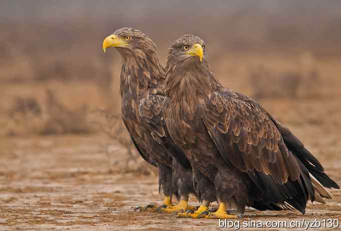哥俩好鈥斺敽５裥值埽ㄗ橥迹11张图片）