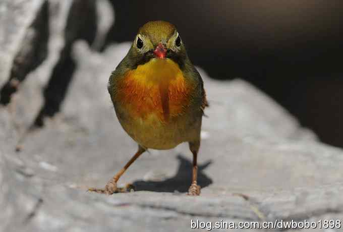 相思趣拍 贺三八国际妇女节