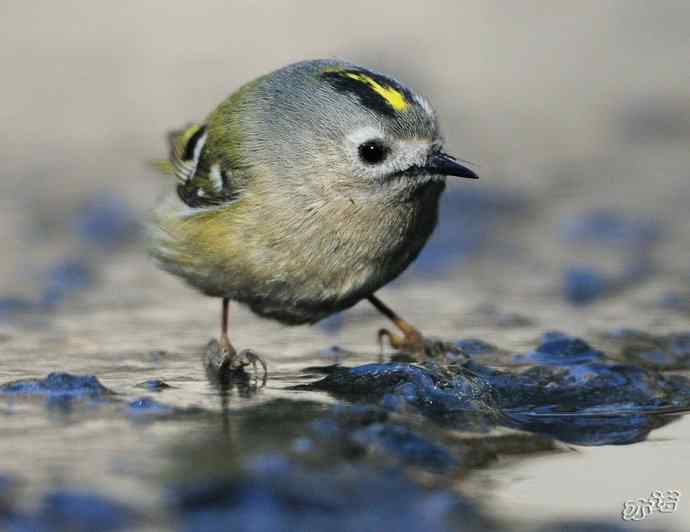 圆明园&nbsp;wbr路&nbsp;wbr戴菊