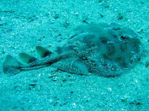 鱼类活化石:锯鳐 鱼类活化石:锯鳐