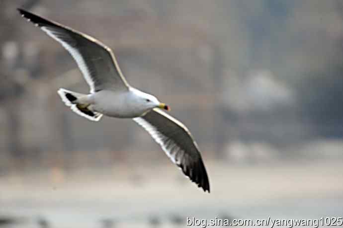 飞（海鸥）10