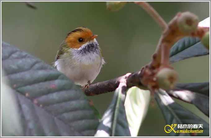 小鈥溩亓锄O莺鈥澯氪筲滪鈥潯菊掌