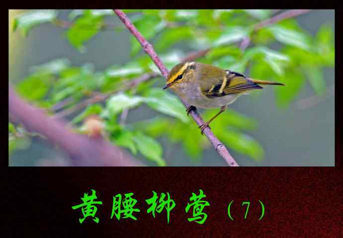 黄腰柳莺（7）