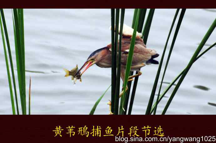 黄苇鳽捕鱼片段节选