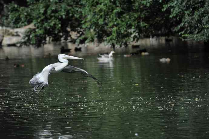 再拍大鹈鹕 wbr8