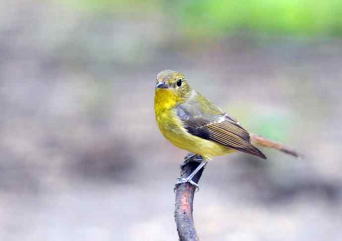 雌性绿背姬鶲（1）