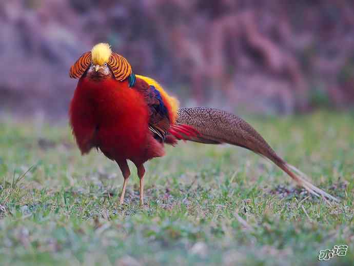 红腹锦鸡 wbr路 wbr有望当选为国鸟的鸟 红腹锦鸡 wbr路 wbr有望当选为国鸟的鸟