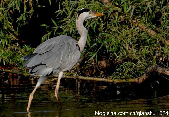 一只漂亮的苍鹭(稻香湖)