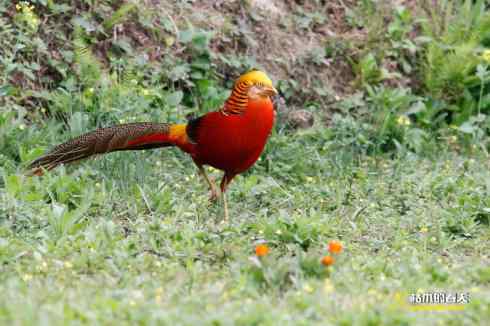 发一组鈥満旄菇跫︹