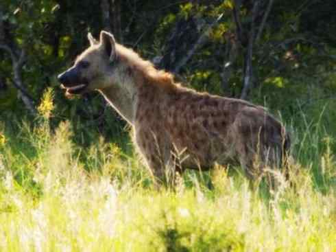 狈：传说的兽原型探秘（鬣狗）