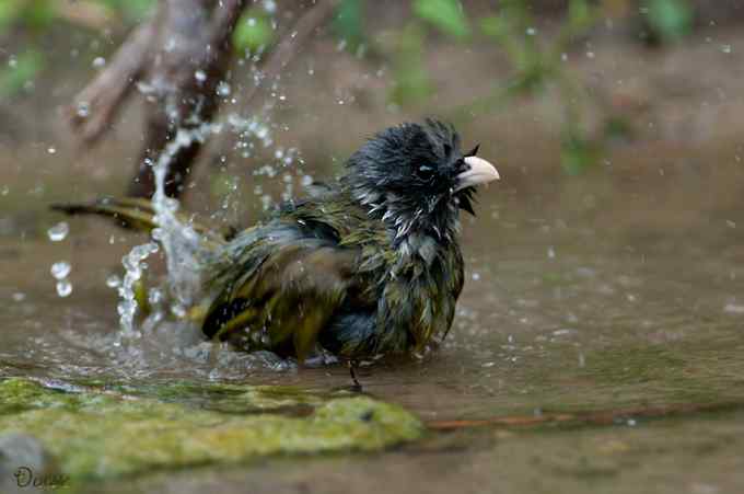 嬉水的领雀嘴鹎