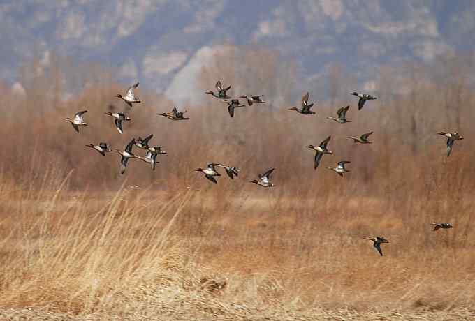 野鸭湖雁鸭翔飞 野鸭湖雁鸭翔飞