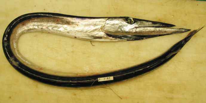 鱼类活化石：帆蜥鱼