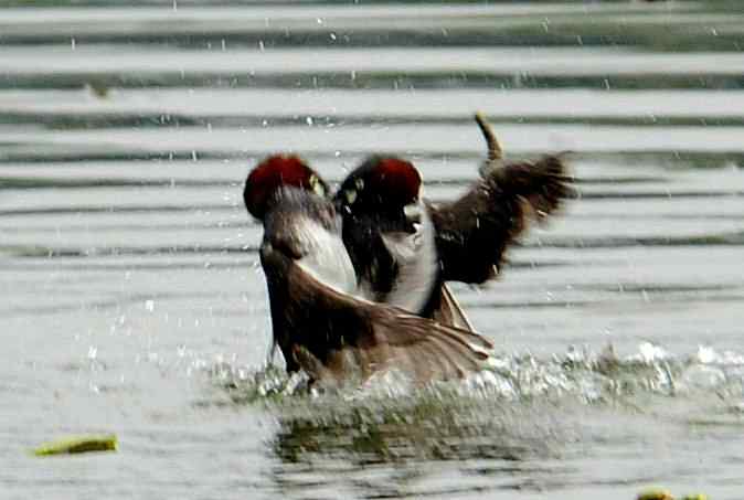 小掐架(圆明园)