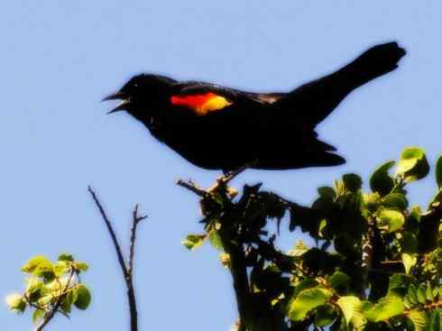 雀鸟也彪悍:小鸟也疯狂(红翅黑鹂) 雀鸟也彪悍:小鸟也疯狂(红翅黑鹂——拟鹂科的战斗种族)