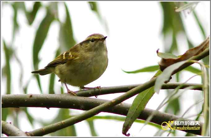 棕腹啄木鸟和其他【照片】