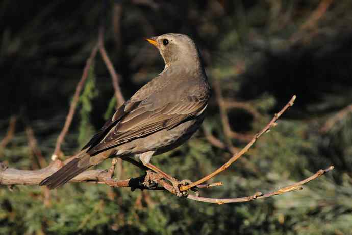 春天行走 wbr北植几只鸟 春天行走 wbr北植几只鸟