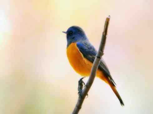 美丽无罪:雀鸟之红尾鸲 美丽无罪:雀鸟之红尾鸲