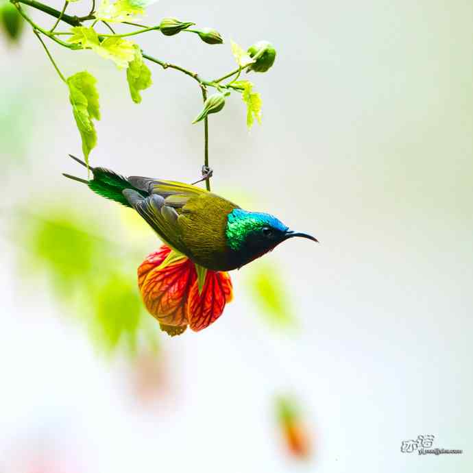 灯笼花上的叉尾太阳鸟