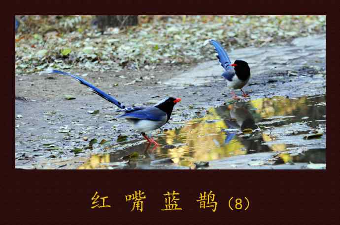 红嘴蓝鹊（8）