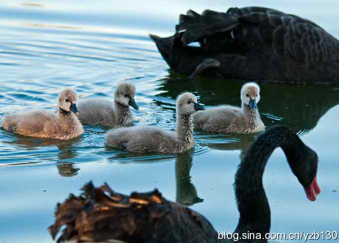 大的哪里来？小的哪里去？（组图，12张图片）