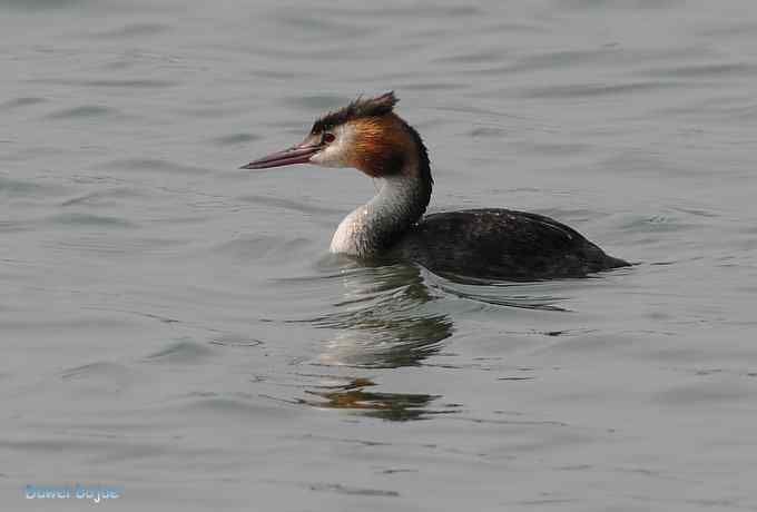 颐和园的凤头