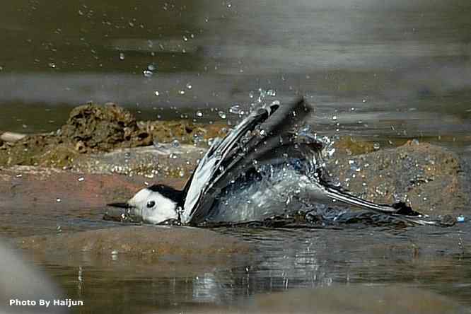 鸟为悦己者容(白鹡鸰梳洗版)