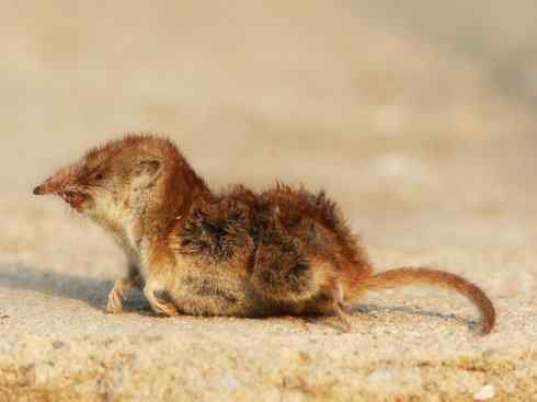 动物世界：山寨还是原创之十三