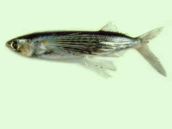 鱼类活化石：齿蝶鱼