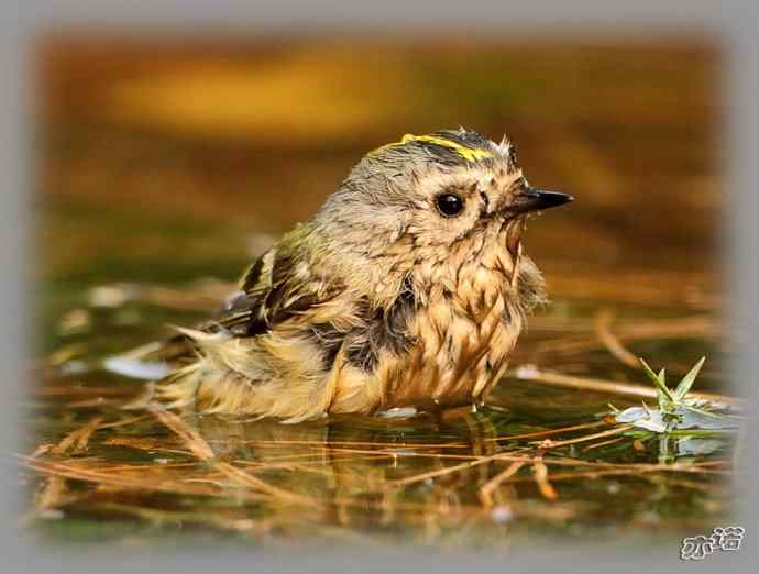 大年初三 wbr wbr戴菊洗涮 大年初三 wbr wbr戴菊洗涮