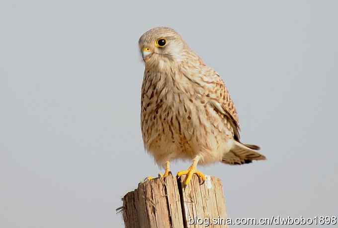 落地大鵟让偶急
